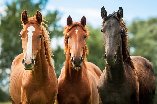 Horseback Riding and Wine Tasting Tour - Lunch at a Santa Ynez restaurant