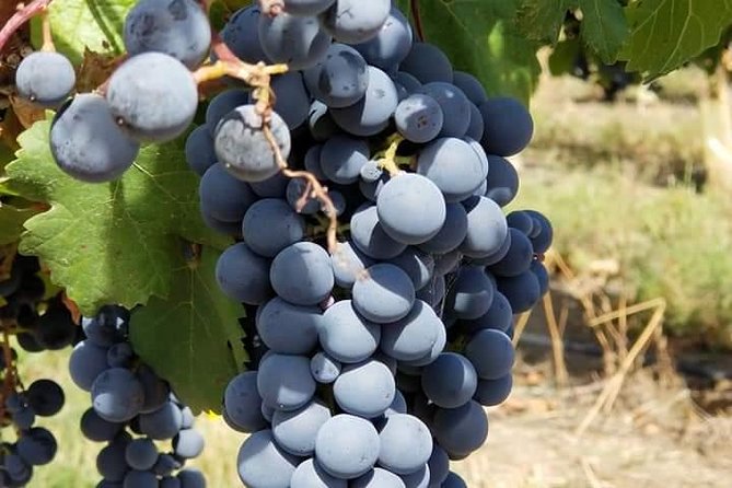 Horseback Riding and Wine Tours - Riding through vineyards, forests, and mountain country