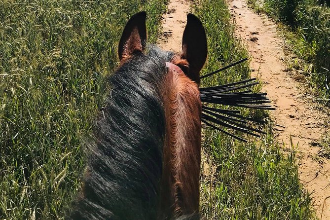 Horseback riding around Doñana National Park - Meeting the horses after the ride
