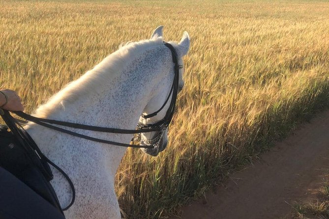 Horseback riding around Doñana National Park - Practical advice before you book