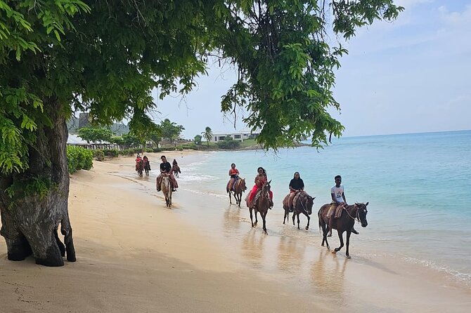 Horseback Riding at Hawksbill Beach in Five islands Antigua - From Peggy Pond to the Antigua hills
