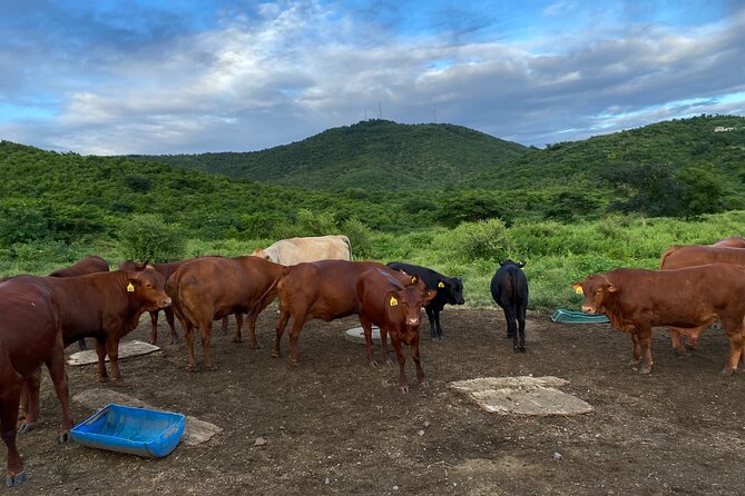 Horseback Riding Experience - Learning about plants, animals, and St. Croix