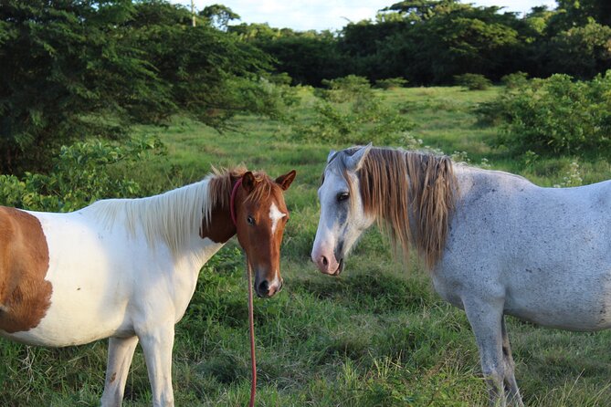 Horseback Riding Experience - The guides make the difference