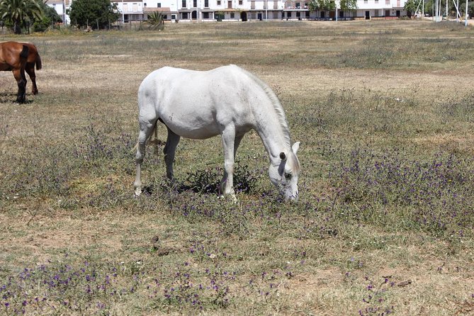 Horseback Riding Experience in Aljarafe, Doñana park from Seville - Leaving Seville from C. Trajano