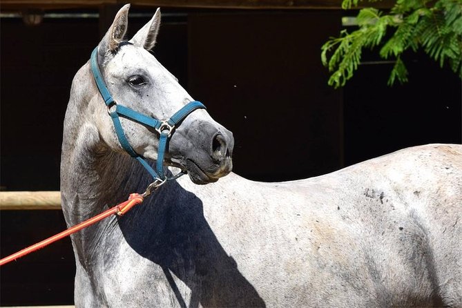 Horseback Riding Experience in Aljarafe, Doñana park from Seville - What the ride itself feels like