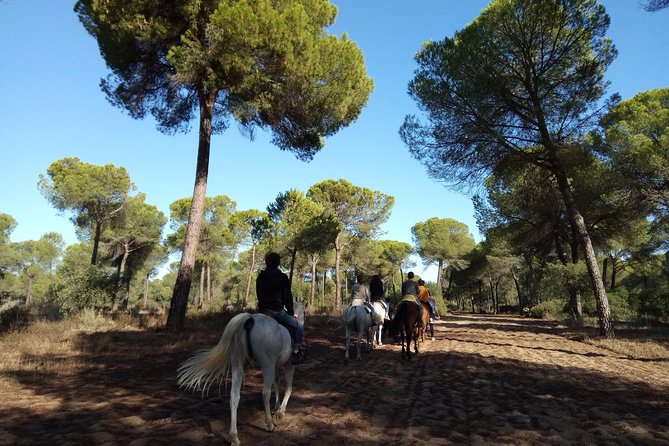 Horseback Riding Experience in Aljarafe, Doñana park from Seville - Guide support and the level of instruction