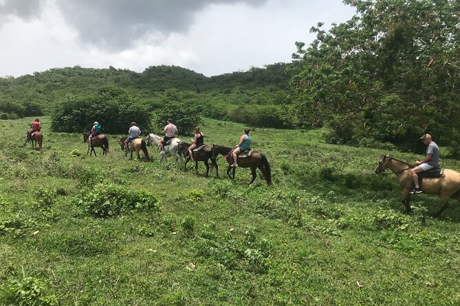 Horseback Riding Experience - Through rainforest, pasture, and hill country