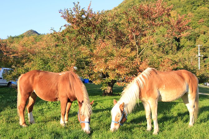 Horseback-Riding in a Country Side in Sapporo - Private Transfer is Included - Clothing, weight limit, and safety details