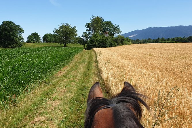 Horseback Riding In Bled - The most memorable feature: water and woodland