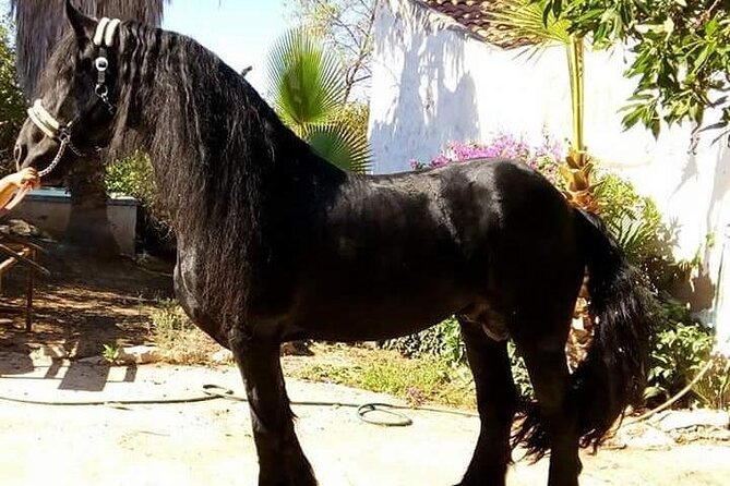 Horseback Riding in Cartagena (Spain) - What happens when you arrive at the ranch