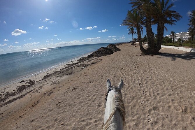 Horseback Riding in Djerba Lagoon - Morning timing, late-day appeal, and weather