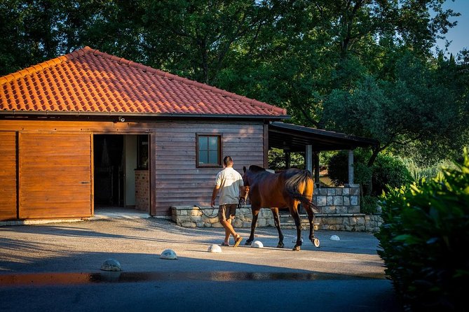 Horseback Riding in Konavle Region with Transport from Dubrovnik - Two hours through forest, coast, and Konavle