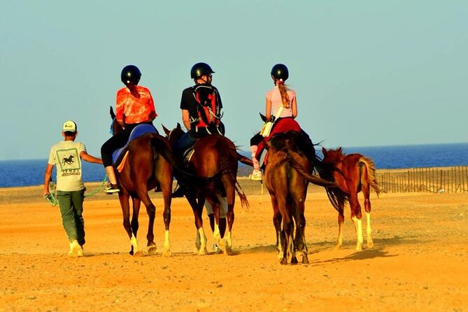 Horseback riding in Marsa Alam and Port Ghalib - Starting at the stable with horses, ponies, and camels