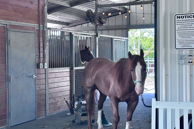 Horseback Riding in Miami - Safety rules for children and first-time riders