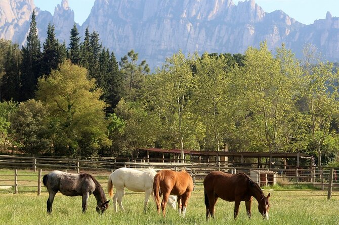 Horseback Riding in Montserrat Mountain Natural Park, Barcelona - 1 to 2 hrs - What makes the horses part of the appeal