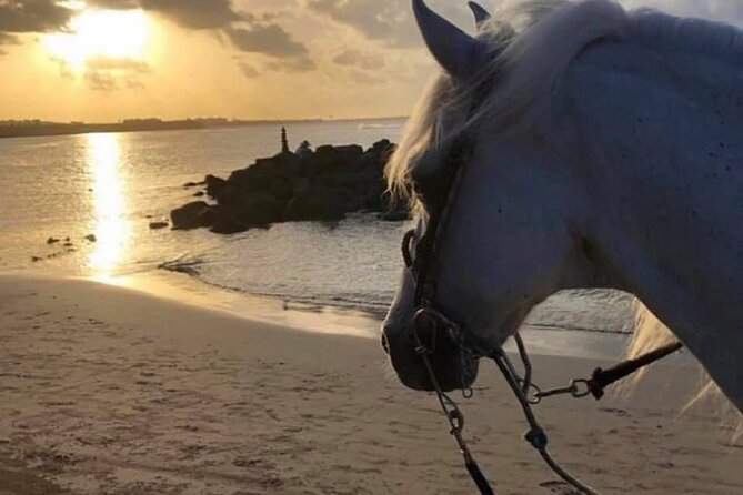 Horseback Riding in Sayulita Through Jungle Trails to the Beach - Who will enjoy this ride most?