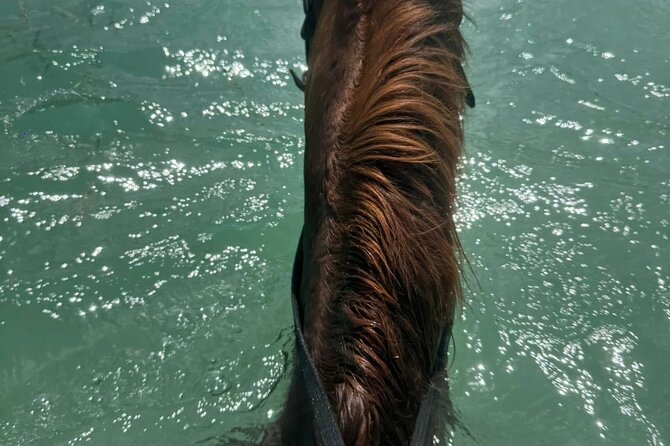 Horseback Riding In The Ocean from Montego Bay Private Transfer - Returning to your original pickup point
