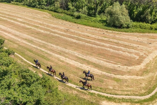 Horseback Riding in the Vineyards - One hour through vineyards and olive groves