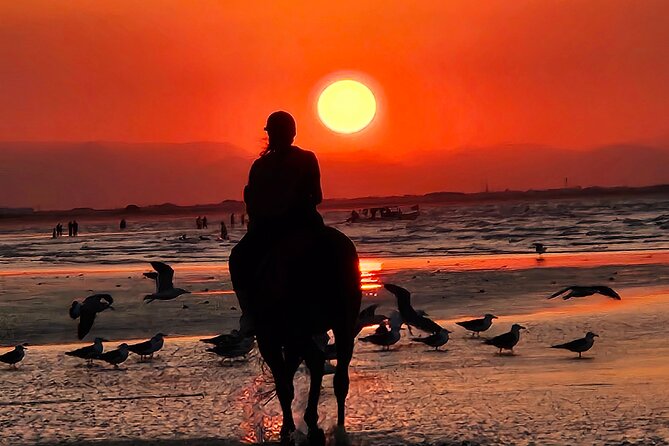 Horseback Riding Muscat Beach - What experienced riders can expect