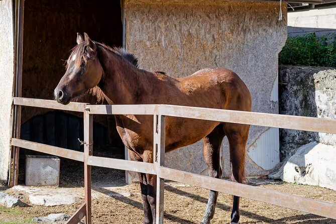 Horseback Riding on Mt. Vesuvius with Wine Tasting and Dinner - The ride on Mount Vesuvius
