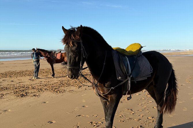 Horseback Riding On The Beach Of Essaouira - Starting near Diabat at Cafe Jimi Hendrix