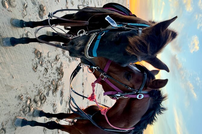 Horseback Riding On The Beach Of Essaouira - The horse-care question you should not skip
