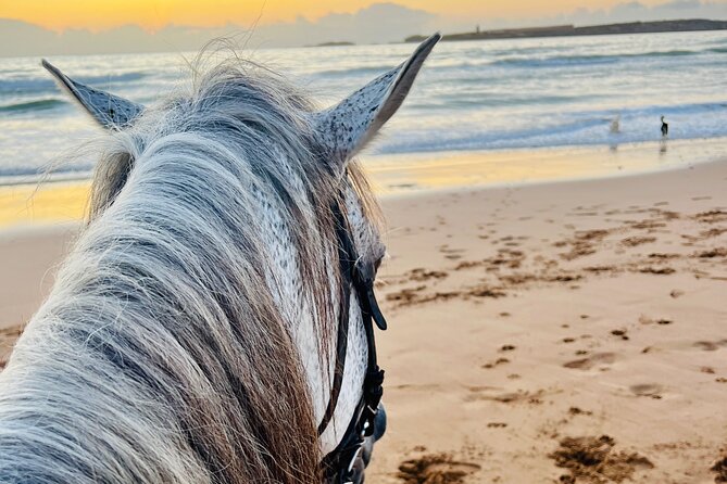 Horseback Riding On The Beach Of Essaouira - Through the argan forest and toward the dunes