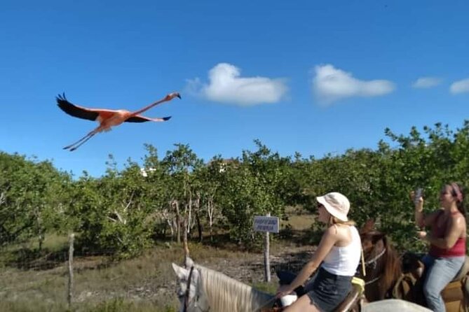 Horseback Riding on the Beaches of Holbox - The guide can shape the whole outing