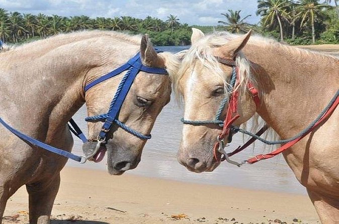 Horseback Riding to Maimon River from Punta Cana - Is $45 a fair price?