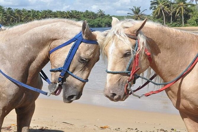 Horseback Riding to Maimon River from Punta Cana - Who will enjoy this outing most?