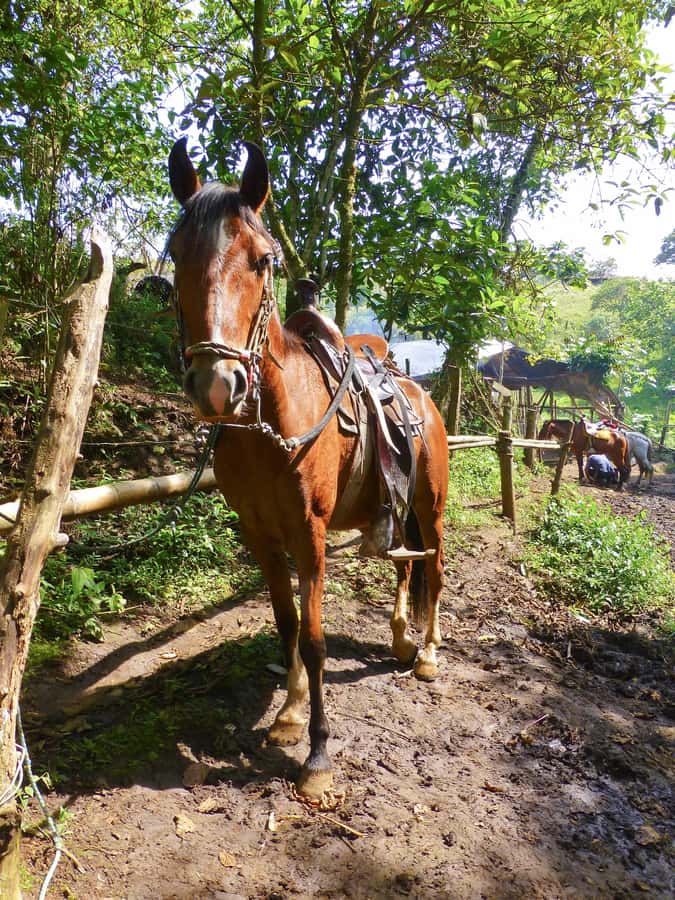 Horseback Riding Tour and visit to Tablón, Chaquira, Pelota - What $90 buys you
