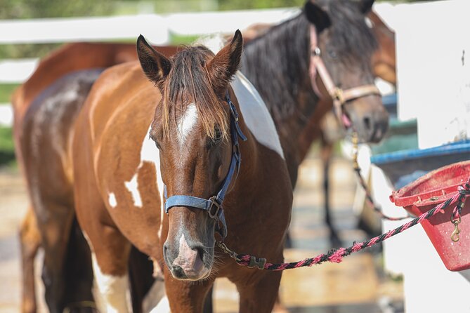 Horseback Riding Tour at Private Ranch - Cooling down at the Mojito Bar