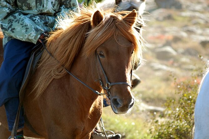 Horseback Riding Tour in Iceland - A short ride with a real Icelandic setting