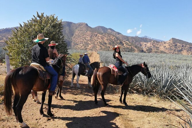 Horseback Riding Tour in The Agave Field with Lunch - Brunch underground at La Taberna del Cofrade