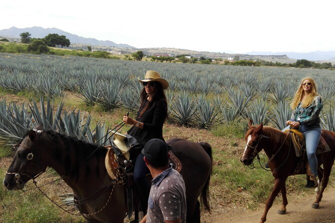 Horseback Riding Tour in The Agave Field with Lunch - How the group size affects the day