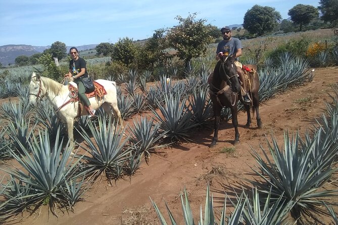 Horseback Riding Tour in The Agave Field with Lunch - Is the six-hour format good value?