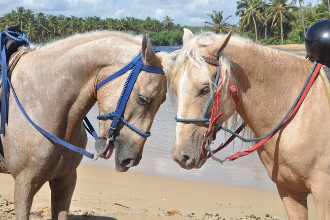 Horseback Riding Tour on the Beaches of Punta Cana - What the guide support adds