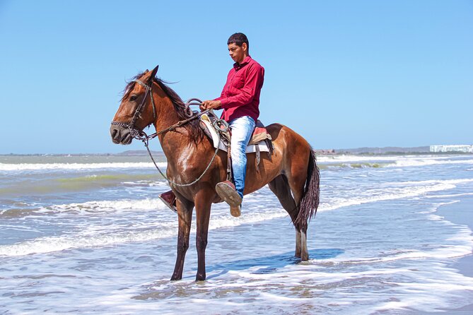 Horseback Riding Tour through the Beaches of Cartagena de Indias - Meeting the horses and the handlers