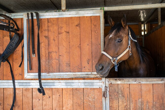 Horseback Riding Tour with Tuscan Picnic in Val d'Orcia and Valdichiana - Arrival and getting to the riding center