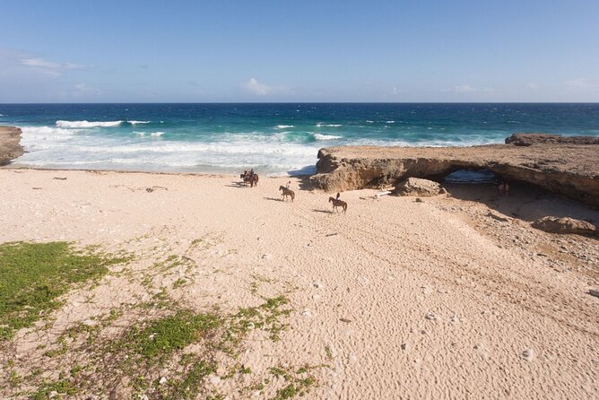 Horseback Riding Wariruri Beach Tour in Aruba - What makes this ride worth considering