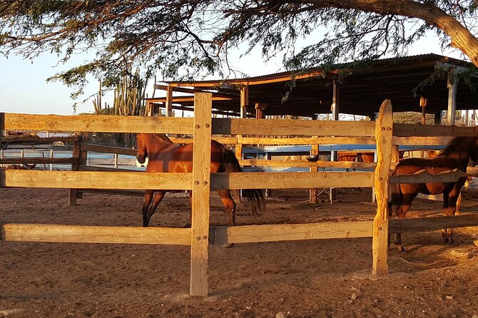 Horseback Riding Wariruri Beach Tour in Aruba - From the stable to Aruba’s north coast