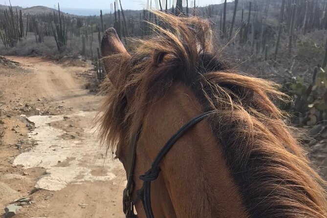 Horseback Riding Wariruri Beach Tour in Aruba - The horses and the comfort question