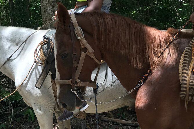 Horseback riding with ATV, zip lines and cenote, lunch and transfer - Cooling Off in the Mayan Cenote