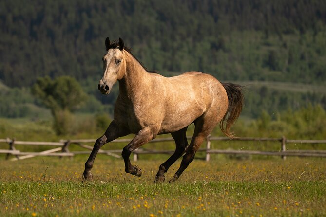 Horseback Riding with Grand Teton Views in Jackson Hole - Bridger-Teton National Forest and the Buffalo Valley