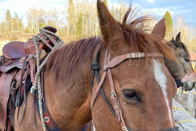 Horseback Riding with Grand Teton Views in Jackson Hole - Who should book this Jackson Hole ride?