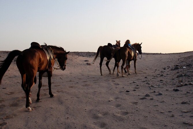 Horseback Riding with Pickup and Drop-off from Sharm El Sheikh - What makes the beach route worthwhile