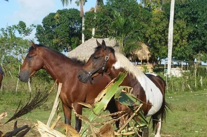 Horseback Riding with Pickup from Punta Cana - Why the private format matters