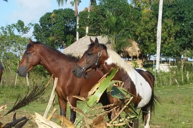Horseback Riding with Pickup from Punta Cana - Local food, Dominican candy, and the ranch shop