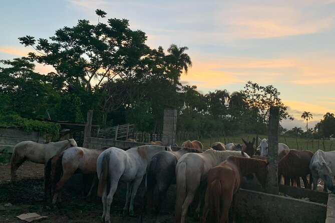 Horseback Riding with Pickup from Punta Cana - Getting acquainted with the ranch and horses