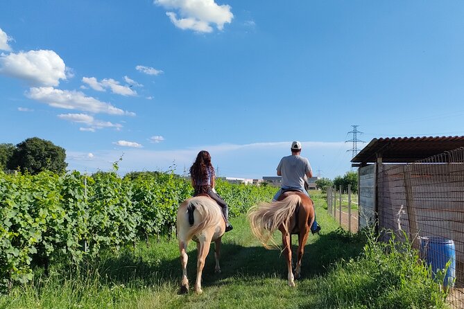Horseback Riding with wine tasting in Lake Garda vineyards - The first hour around Lazise